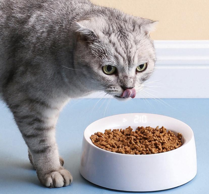 Pet Bowl Feeder Cat Pet Supplies Single Bowl Bump baby and beyond